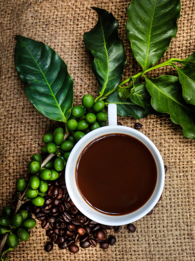 Edible-Houseplant-Arabica-Coffee-web-_149849090-768x1024.jpg