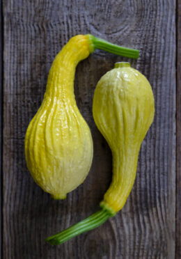 Courgette Summer Crookneck LAH 2025 web _DSF7586 scaled