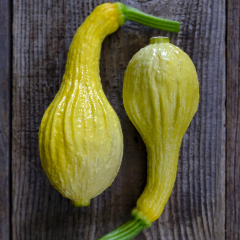 Courgette Summer Crookneck LAH 2025 web _DSF7586 scaled