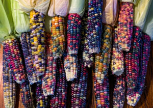 Corn Glass Gem Sqaure LAH IMG_5013 copy