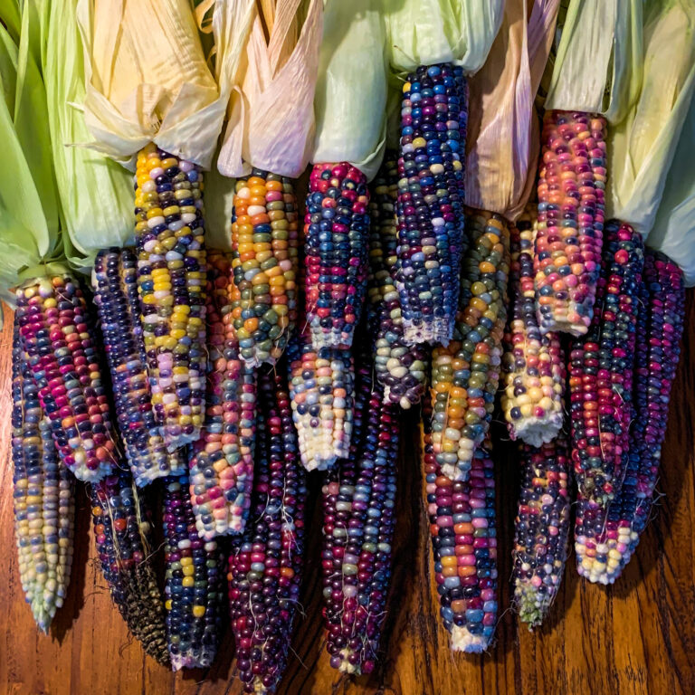 Corn Glass Gem Sqaure LAH IMG_5013 copy