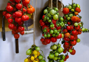 Storage Tomato Giallorosso di Crispiano LAH 2025 portrait _DSF8378 scaled