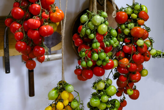 Storage Tomato Giallorosso di Crispiano LAH 2025 portrait _DSF8378 scaled