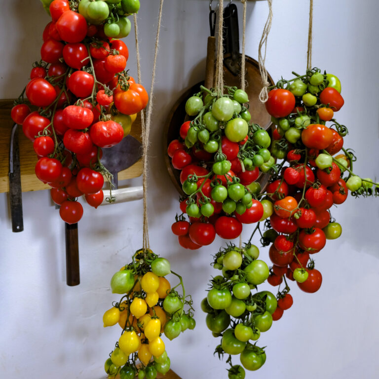 Storage Tomato Giallorosso di Crispiano LAH 2025 portrait _DSF8378 scaled