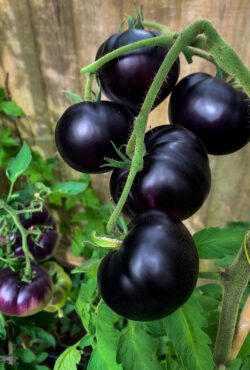 Tomato Black Beauty image00077 scaled