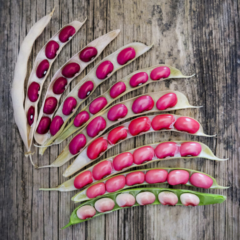 semi dwarf bean hidatsa red