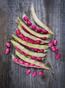 rsz_semi_dwarf_bean_hidatsa_red_lah_2024_portrait__dsf3676 scaled 1