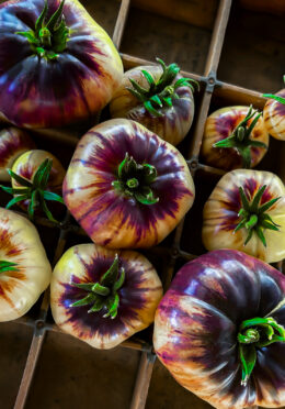 Tomato Sart Roloise LAH 2023 wed