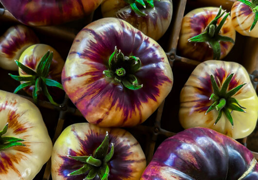 Tomato Sart Roloise LAH 2023 wed