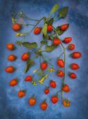 Tomato Sweetheart Cherry LAH web _DSF1678 scaled