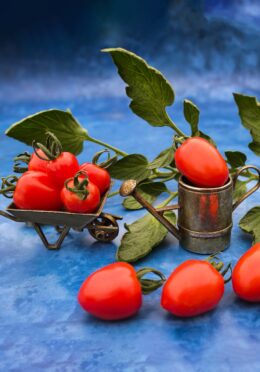 Tomato Sweetheart Cherry LAH 2025 web _DSF1674 scaled