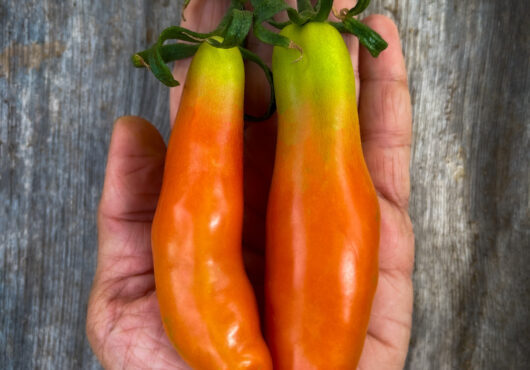 Tomato Bowling Pin LAH 2024 cover IMG_4091