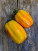 Tomato California Tulip LAH 2025 web_DSF6990 scaled