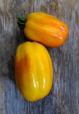 Tomato California Tulip LAH 2025 web_DSF6988 scaled