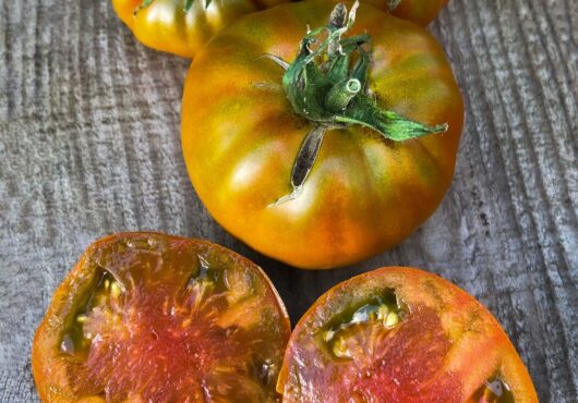 Tomato Thorburns Terra Cotta LAH 2025 web IMG_1773 scaled