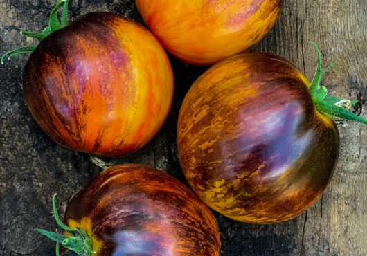 Tomato Alices Dream LAH 2023 web IMG_1536