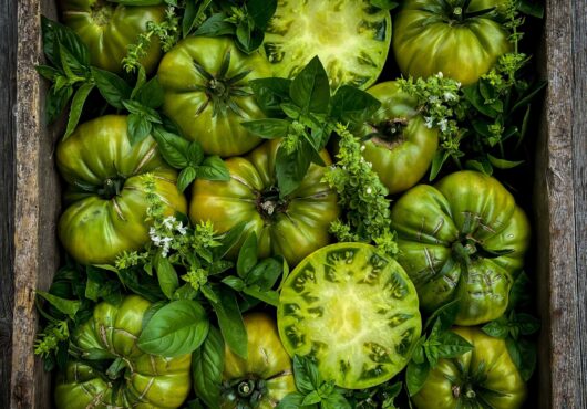 Tomato Aunt Rubys German Green LAH 2025 web 1 scaled