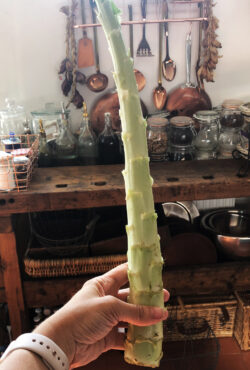 Lettuce Celtuce 3