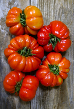 Tomato Costoluto Genevese LAH 2025 web _DSF6977 scaled