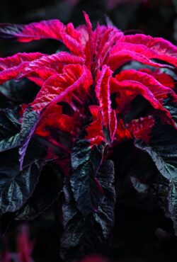 Amaranth Molten Fire 1 1 scaled 1