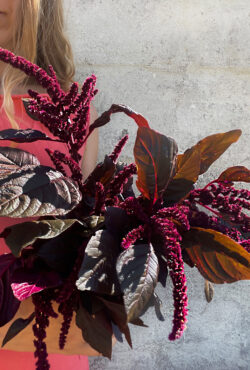 Amaranth Marvel Bronze 3 1