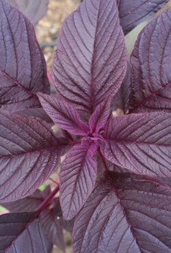 Amaranth Marvel Bronze 2 1 scaled 1