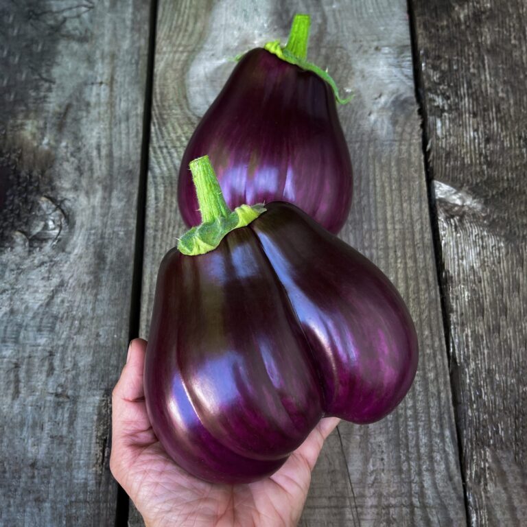 Aubergine Black Beauty 2 scaled 1