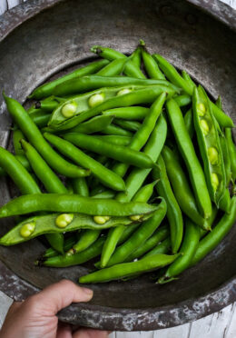 Broad Bean Dreadnought 1