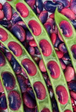 Bean Sunset 2 1 scaled 1