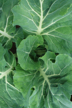 Collard Champion 2