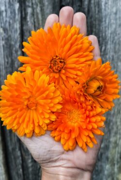 Calendula Orange King 1 scaled 1