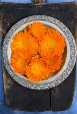 Calendula Orange King 2 scaled 1