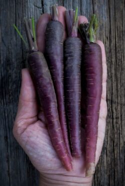 Carrot Black Nebula 2 1 scaled 1