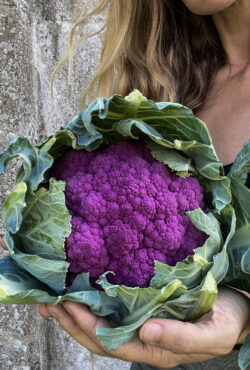 Cauliflower Sicillian Violet 3 1