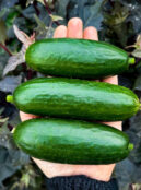 Cucumber Dar 2