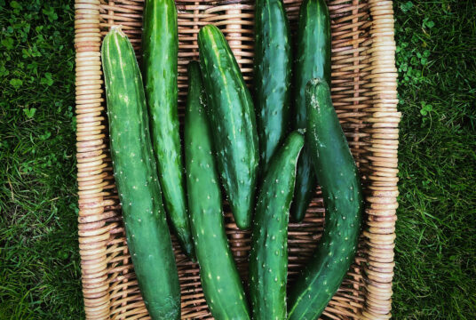 Cucumber Mezza Lungo 2