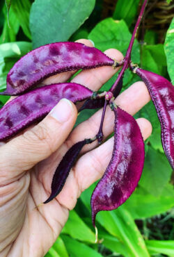 Hyacinth Bean Ruby Moon 2