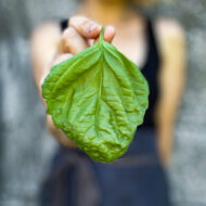 Basil Lettuce Leaf LAH 2024 web IMG_4992 scaled 1