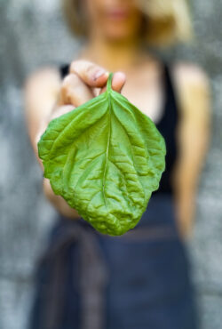 Basil Lettuce Leaf LAH 2024 web IMG_4992 scaled 1