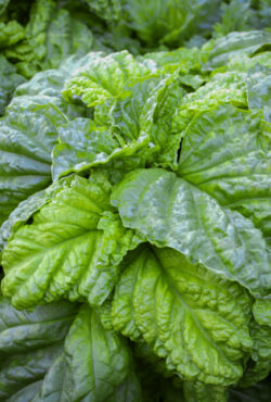 Basil Lettuce leaf 2 1