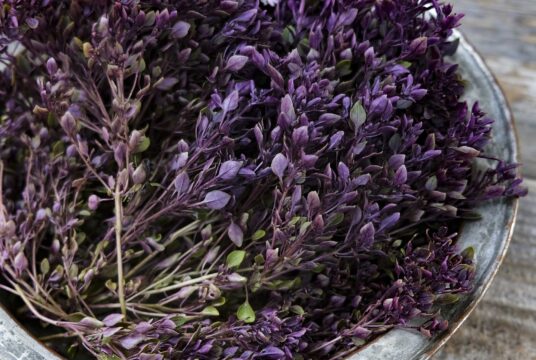 Basil Purple Ball LAH 2024 web scaled 1