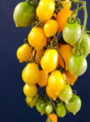 Storage Tomato Piennolo Del Vesuvio Yellow LAH 2025 web_DSF8334 scaled