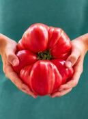 Tomato Domingo web_2336754441 scaled