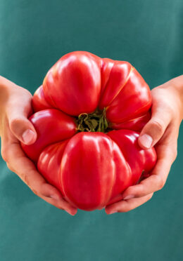 Tomato Domingo web_2336754441 scaled