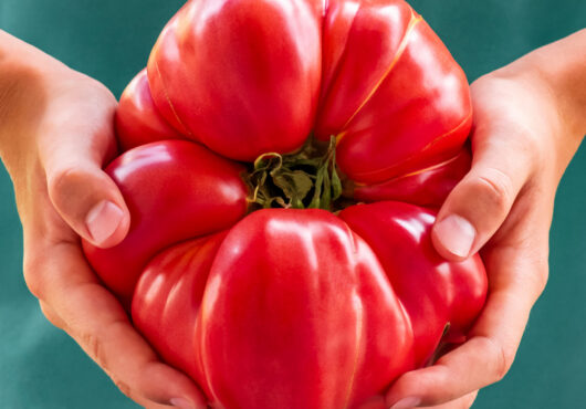 Tomato Domingo web_2336754441 scaled