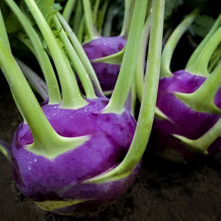 Kohlrabi Dyna 1