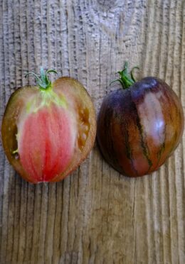 Tomato Rebel Star Fighter Prime LAH 2025 web _DSF8222 scaled