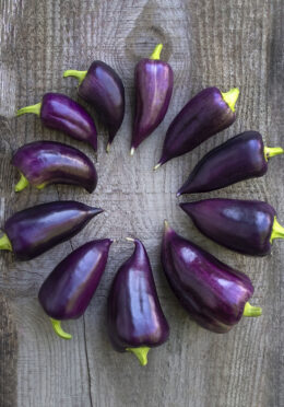 Sweet Pepper Violet Sparkle LAH 2023 web_DSF1825