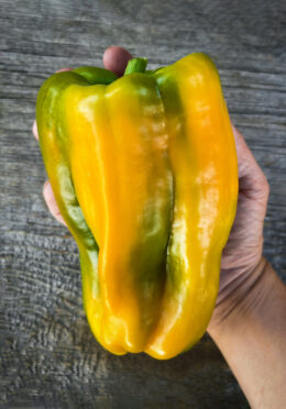 Sweet Pepper Yellow Monster LAH 2023 web IMG_5778 scaled