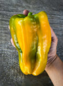 Sweet Pepper Yellow Monster LAH 2023 web IMG_5778 1 scaled